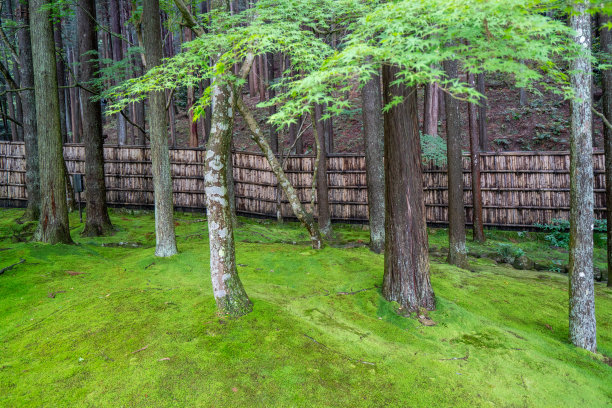 春天的日本花园，绿枫树在青苔中图片下载