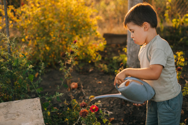 可爱的蹒跚学步的男孩在夏天阳光明媚的一天，在花园里用浇水罐浇灌植物。家庭教育。小花园。人们的生活方式。图片下载