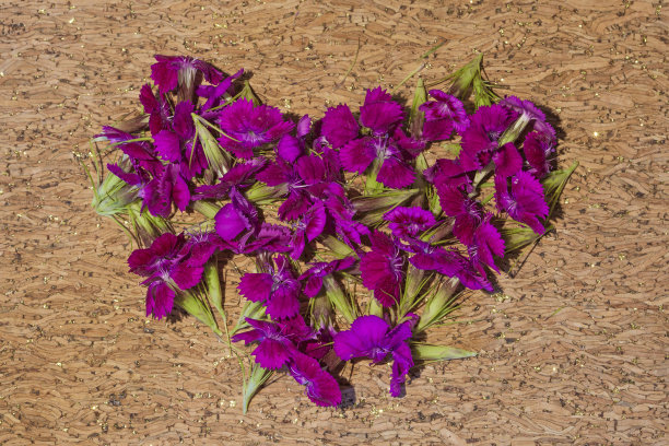 木制背景上的野生康乃馨花心图片下载