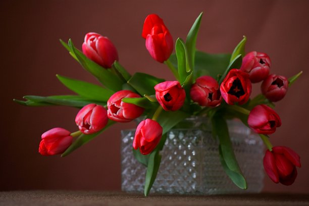 美丽的红色郁金香和叶子在一个透明的玻璃花瓶;郁金香属图片下载