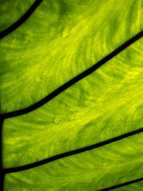 雨滴落在大象耳叶上图片下载