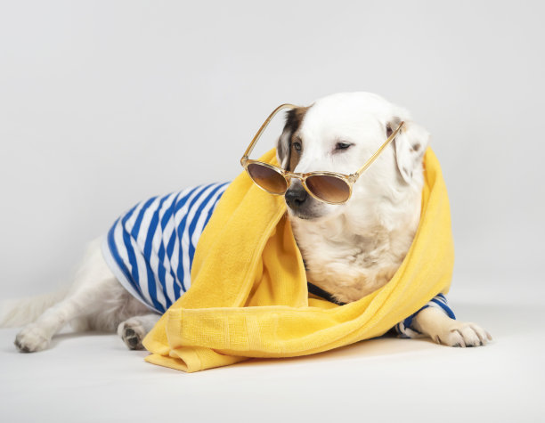 一只狗的肖像墨镜和高领毛衣在浅色背景。一个暑假旅游的概念。图片下载
