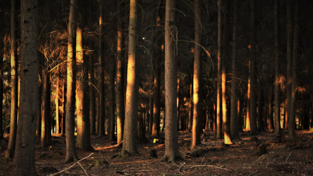 树林里的秋光图片下载