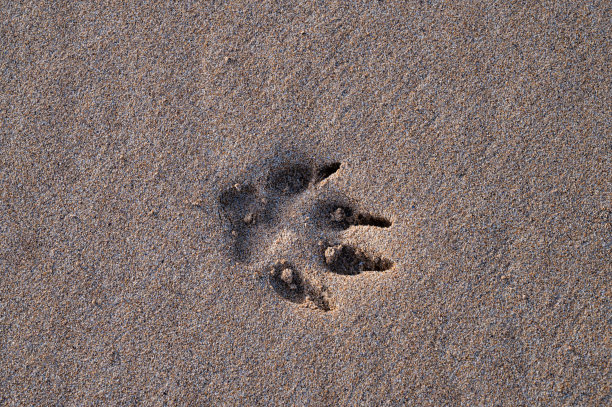 狗爪印图片下载