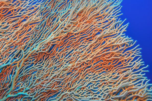 巨型海扇珊瑚(Annella mollis)的有机结构图片下载