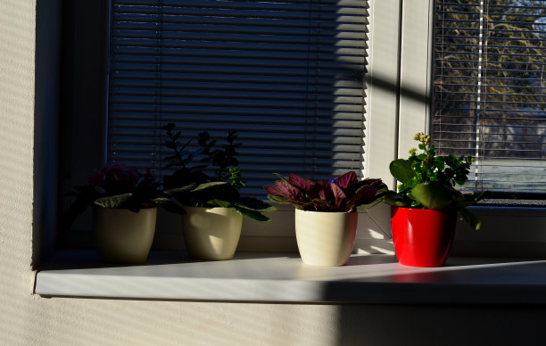 在小花盆里种花。白色的窗户和百叶窗反射大量的光线。因此，花盛开，看起来很新鲜。家居装饰布置图片下载