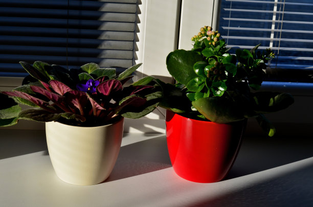 在小花盆里种花。白色的窗户和百叶窗反射大量的光线。因此，花盛开，看起来很新鲜。家居装饰布置图片下载