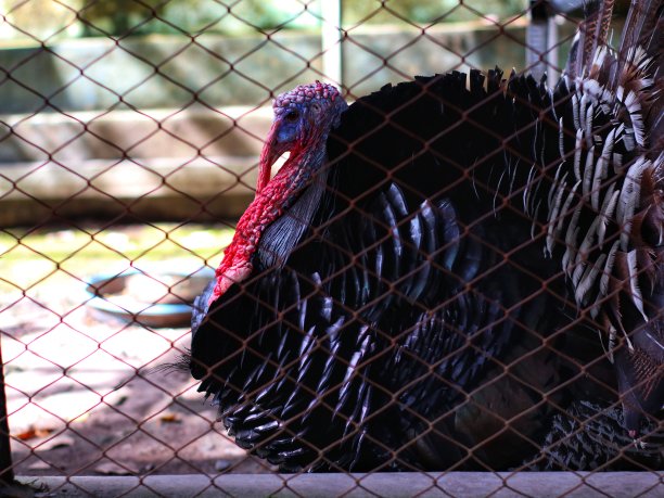 农场笼子里的火鸡图片下载