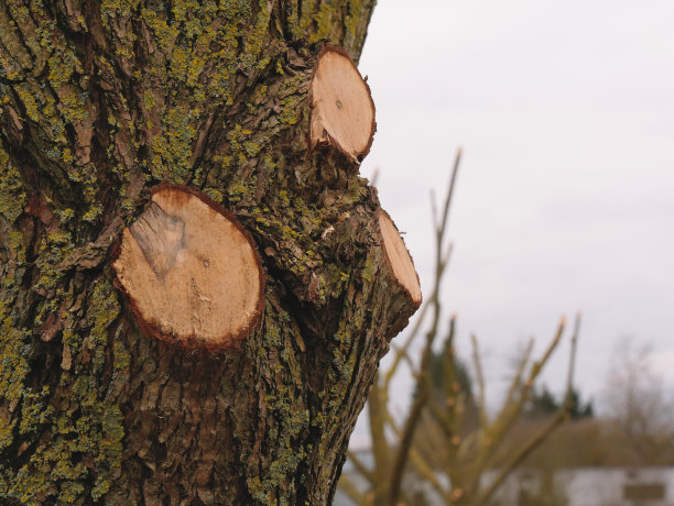 树枝的季节性修剪特写。图片下载