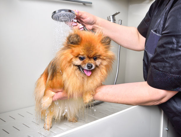 给可爱的博美犬洗澡图片下载