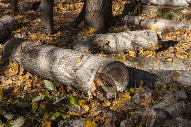 在欧洲砍伐树木和木材图片下载