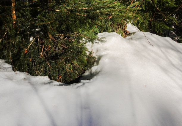 春天徒步旅行时，雪和绿色的松树图片下载