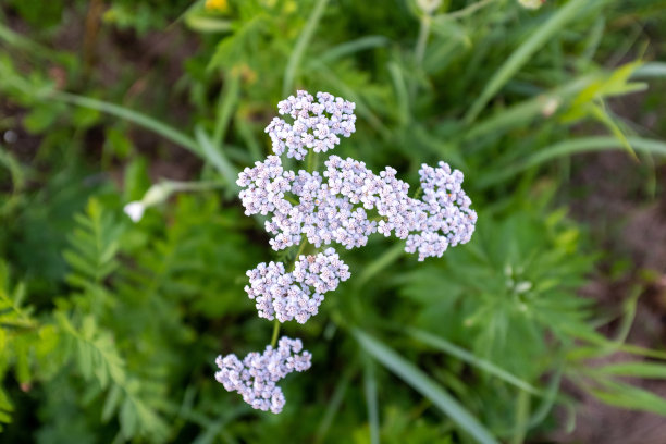 白色蓍草花，俯视图。一个盛开的蓍草草地出版，设计，海报，日历，后，屏幕保护程序，墙纸，明信片，横幅，封面，网站。高质量照片图片下载