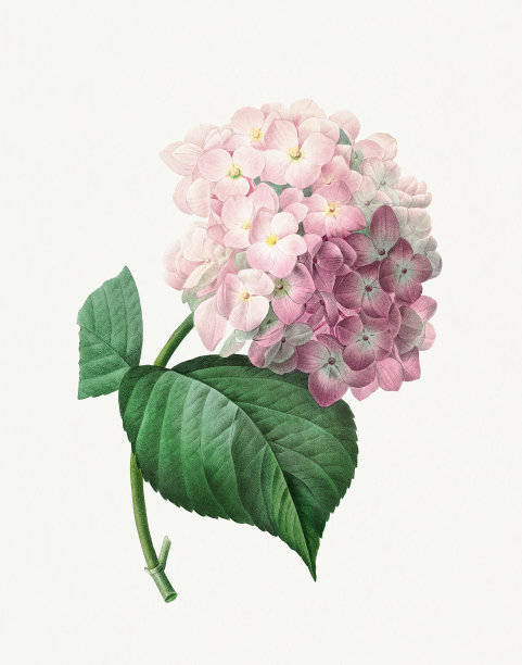 花插图。绣球花图片下载