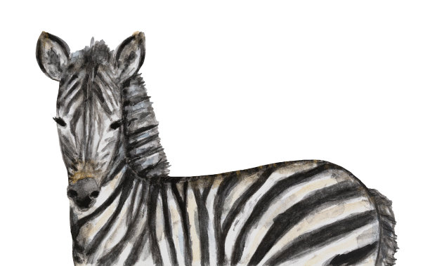 黑白斑马的水彩插图。象征冒险、欢乐、自由、好运。图片下载