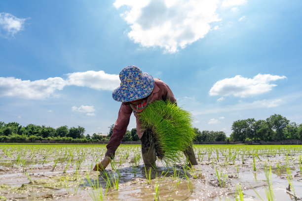 亚洲农民正疲惫不堪地在稻田里插秧。图片下载