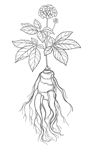 轮廓人参或中国人参浆果束和根在黑色孤立在白色背景。图片下载