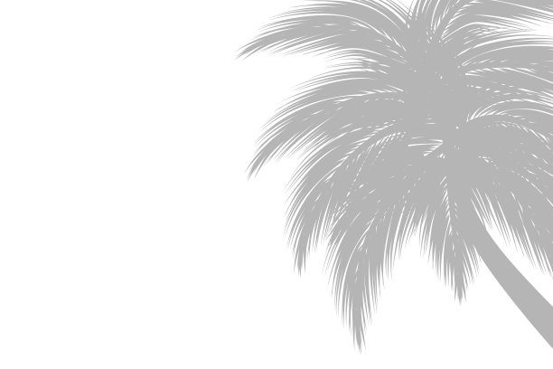 抽象的背景上的棕榈叶或椰子叶。自然图案，灰色阴影。图片下载