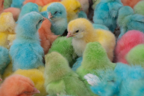 可爱的彩色小鸡，彩绘小鸡图片下载