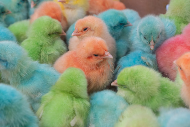 选择性关注可爱的彩色小鸡，画上小鸡再卖。动态模糊效果，柔焦图片下载