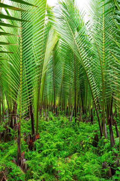 棕榈叶，热带棕榈叶，花卉背景，真实的图片图片下载