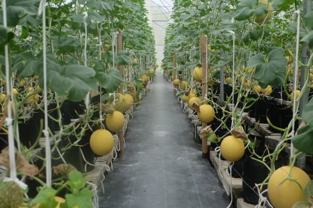 甜瓜种植园，黄皮新鲜图片下载