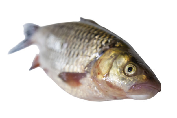 孤立在白色背景上的草鱼图片下载