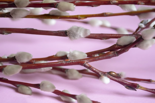 柳枝上柔软的花蕾——为复活节做准备。粉红色的背景上躺着柳枝和蓬松的花蕾。立春的时候，柳树长出了柔软的嫩芽。图片下载