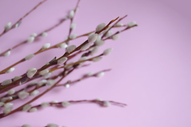 立春的时候，柳树长出了柔软的嫩芽。粉红色的背景上是柳枝和蓬松的花蕾。柳枝上柔软的花蕾——为复活节做准备。图片下载
