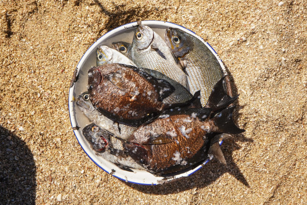 阳光照在海滩上的钢板上刚捕获的海鱼上，从上面看，它们已经准备好烧烤了图片下载