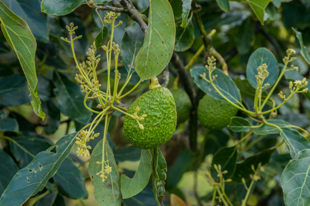 有机牛油果作物与果实的照片图片下载