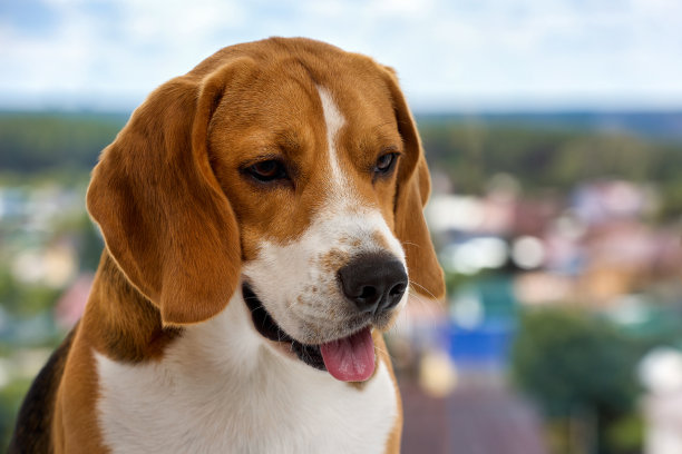 一只小狗的嘴部特写，大耳朵伸出粉红色的舌头图片下载