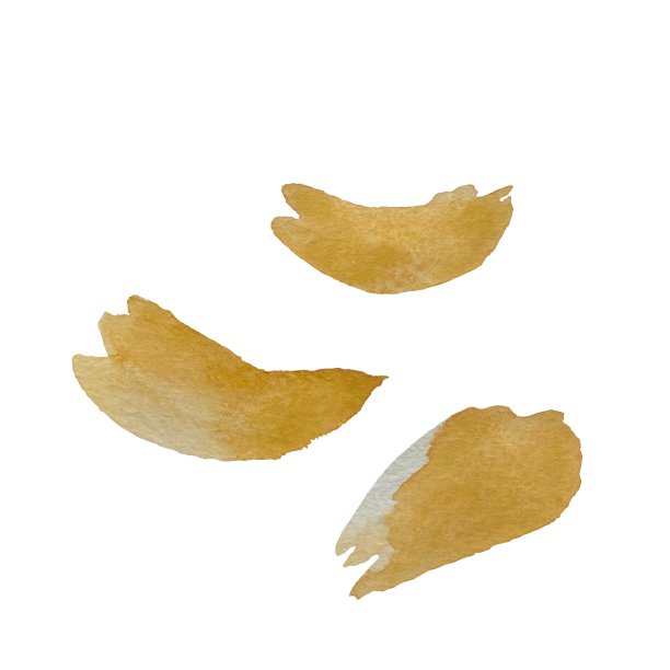 花瓣褐色牡丹花套横水彩图片下载