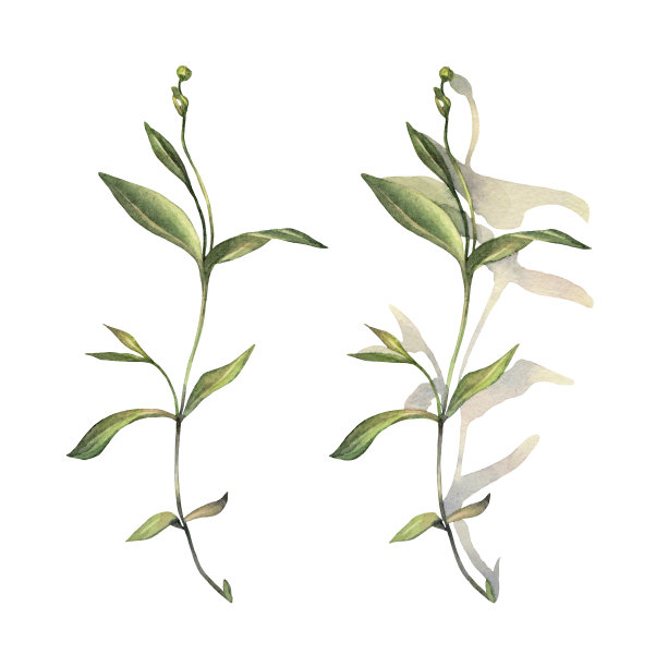 设置水彩草和树叶与阴影孤立在白色背景。手绘绿色灌木与芽。分公司为请柬、婚礼庆典、贴纸。剪纸墙纸包装图片下载