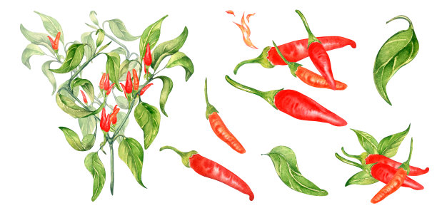 一套红辣椒塔巴斯科水彩插图孤立在白色背景。图片下载