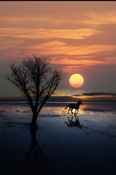 夕阳下，孤独的马在水上奔跑图片下载