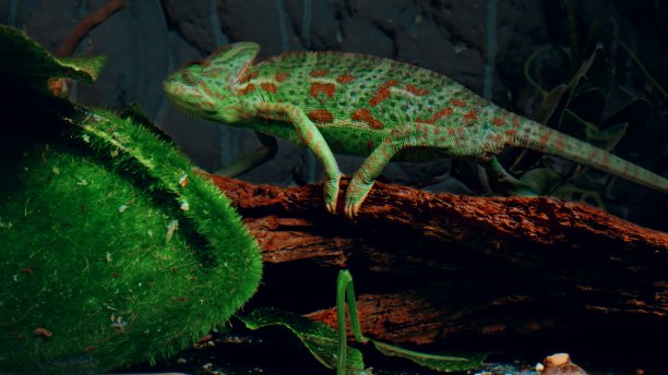 夜晚，绿带红点的有瓣骆驼在枝叶间图片下载