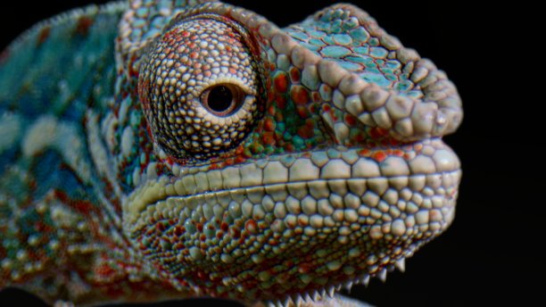 蓝色，红色和灰色豹子变色龙在黑色背景-近图片下载