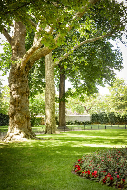 公园里的树和花坛图片下载