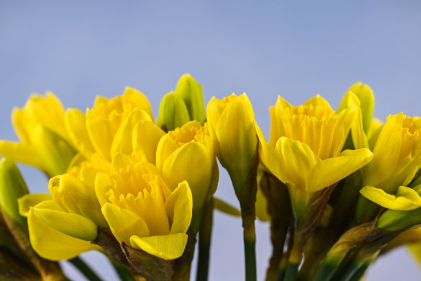 水仙花儿图片下载