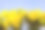 水仙花儿图片下载