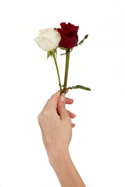 女性手握白色的玫瑰图片下载