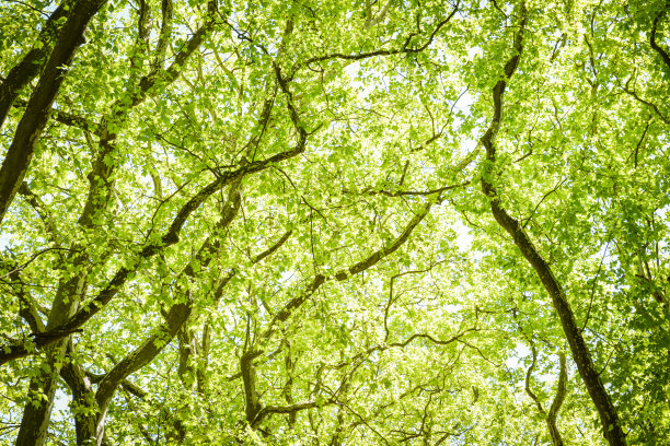 树冠，自然背景图片下载