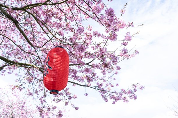 茶园里的樱花图片下载