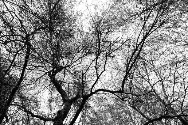 树和树枝图片下载