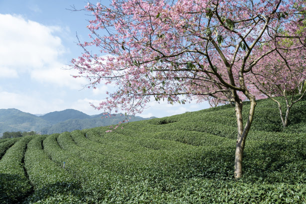 茶园里的樱花图片下载