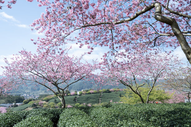 茶园里的樱花图片下载