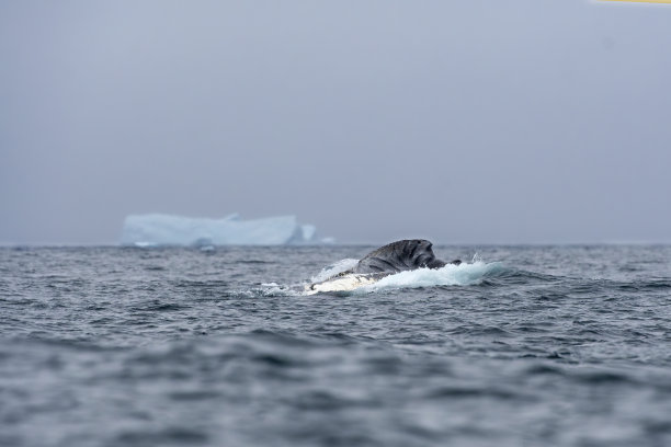 座头鲸在南极水域和环境中进食。南极洲图片下载