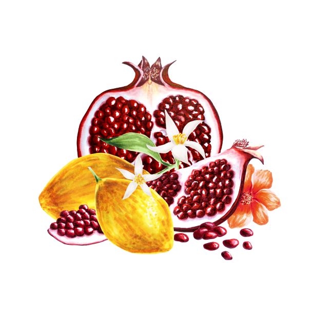 由石榴和柠檬组成，手绘粉笔插图孤立在白色上图片下载
