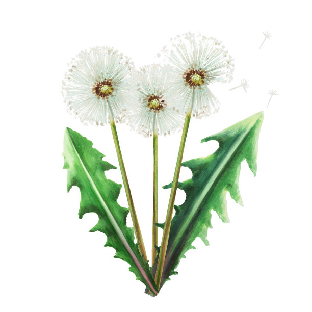 蒲公英花和绿叶的水彩花束。手绘剪纸植物草甸插图在一个白色孤立的背景。为设计师，装饰，明信片，包装纸，剪贴簿，封面，请柬，婚礼设计，海报图片下载